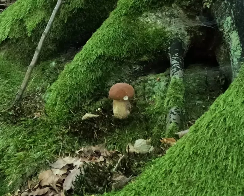 Kam aktuálně vyrazit na houby: Rostou, ale ne na celém území České republiky